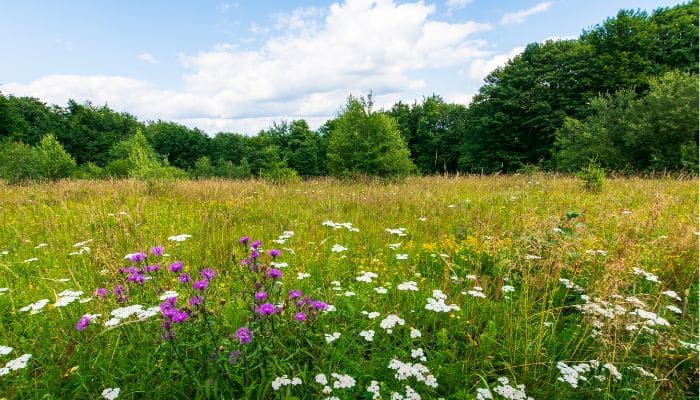 wild oxfordshire