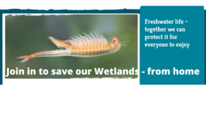 Grow Wetland plants at home to plant wild