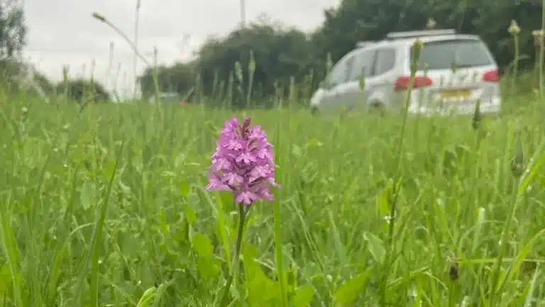 Thame Verges Survey