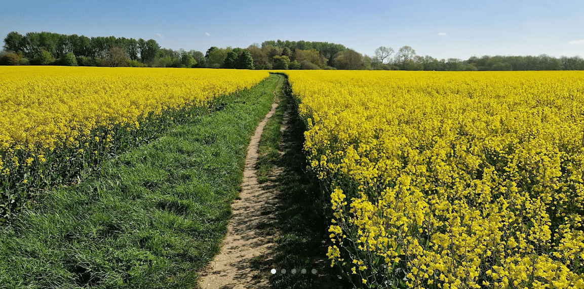 Thame to Haddenham Midsummer Walk